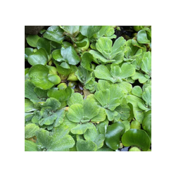 Lechuga de Agua Flotante
