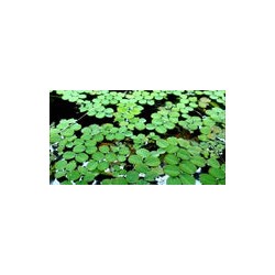 Lechuga de Agua Flotante