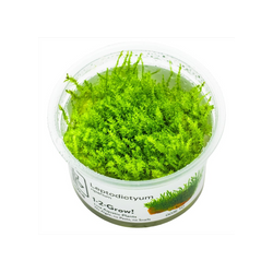 LEPTODICTYUM RIPARIUM 003E TC