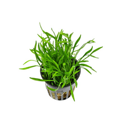 Lilaeopsis Brasiliensis