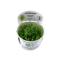 LILAEOPSIS BRASILIENSIS 040 TC