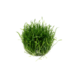 LILAEOPSIS BRASILIENSIS 040 TC