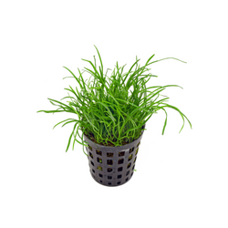 Lilaeopsis Schaffneriana