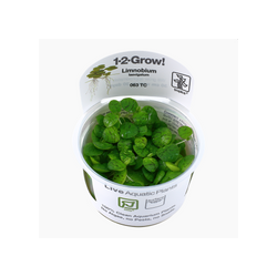 LIMNOBIUM LAEVIGATUM 063 TC