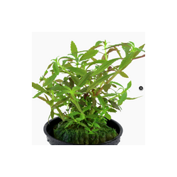 LIMNOPHILA HIPPURIDOIDES 047C