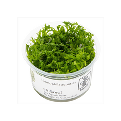 LIMNOPHILA LEAVIGATUM 046 TC