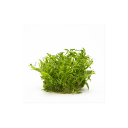 LIMNOPHILA LEAVIGATUM 046 TC