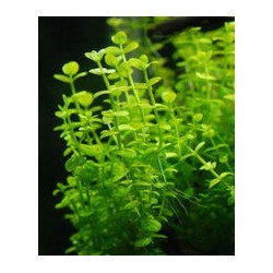 Lindernia Rotundifolia