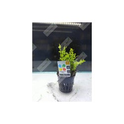 Lindernia Rotundifolia