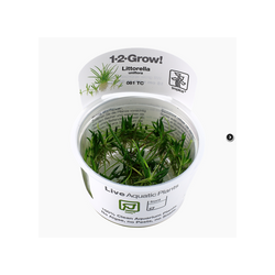 LITTORELLA UNIFLORA 081 TC