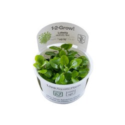 LOBELIA CARDINALIS MINI 143 TC