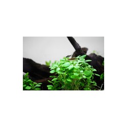 LOBELIA CARDINALIS MINI 143 TC