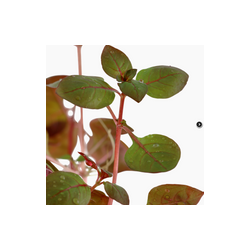 LUDWIGIA PALUSTRIS 'SUPER RED' 035B