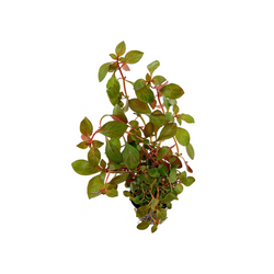 Ludwigia Repens "Rubin"