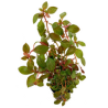 Ludwigia Repens "Rubin"