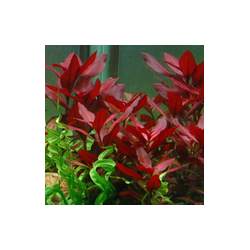 Ludwigia Repens "Rubin"