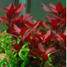 Ludwigia Repens "Rubin"