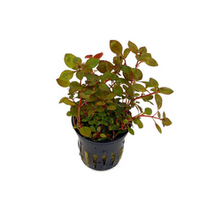 Ludwigia Sp. "Súper Red Mini"