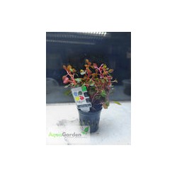 Ludwigia Sp. "Súper Red Mini"