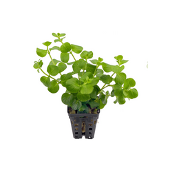 Lysimachia Nummularia