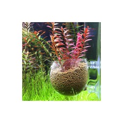 Maceta de vidrio para acuarios DYMAX