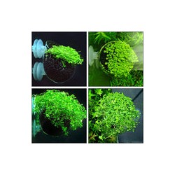 Maceta Jumbo acuática de cristal para acuario