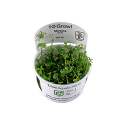 MARSILEA HIRSUTA 010 TC