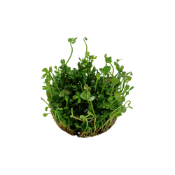 MARSILEA HIRSUTA 010 TC