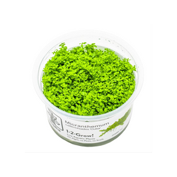 Micranthemum callitrichoides 'Cuba' 048B TC