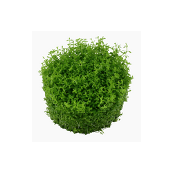 Micranthemum callitrichoides 'Cuba' 048B TC