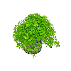 Micranthemum montecarlo maceta