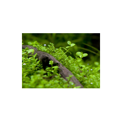 Micranthemum montecarlo maceta