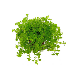 Micranthemum Umbrosum