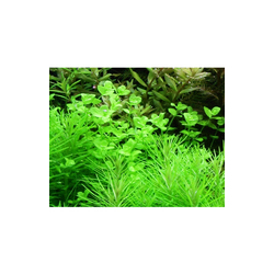 Micranthemum Umbrosum