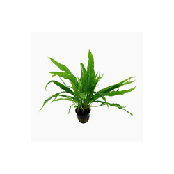 MICROSORUM PTEROPUS 008