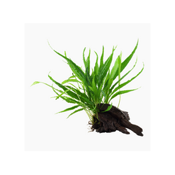 MICROSORUM PTEROPUS 008 YWS