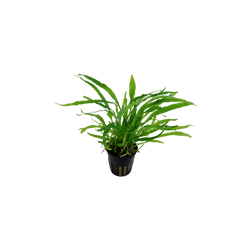 MICROSORUM PTEROPUS NARROW 008A