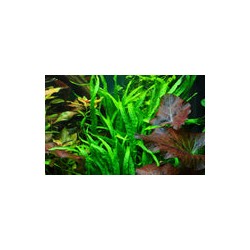 MICROSORUM PTEROPUS NARROW 008A YWS