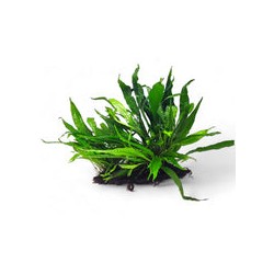 MICROSORUM PTEROPUS ON WOOD XL 008 YWX