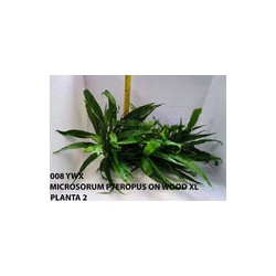 MICROSORUM PTEROPUS ON WOOD XL 008 YWX