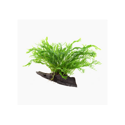 MICROSORUM PTEROPUS WINDELOV 008B YWS