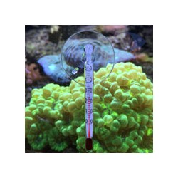 Mini termómetro Ventosa Palm