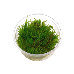 Musgo weeping ferriei