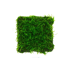 Musgo weeping ferriei