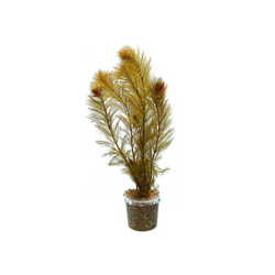 Myriophillum Aquaticum
