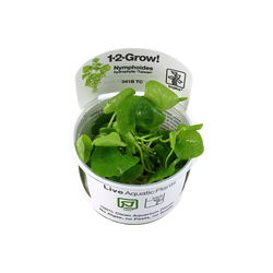 NYMPHOIDES HYDROPHYLLA TAIWAN  041B TC
