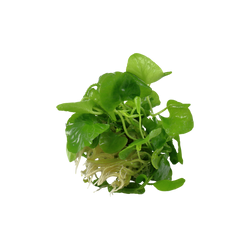 NYMPHOIDES HYDROPHYLLA TAIWAN  041B TC