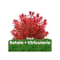 Pack Rotala + Utricularia