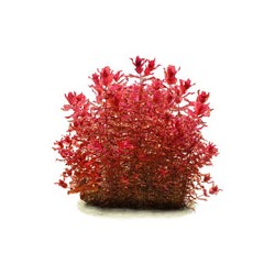 Pack Rotala + Utricularia