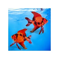 Peluche Pez Angel Red Devil